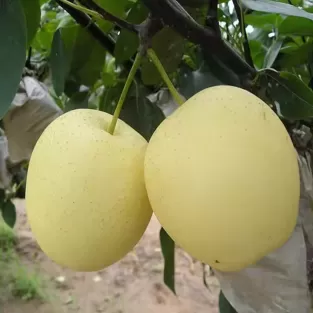 Fresh delicious crown pear