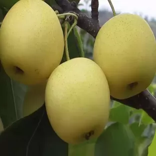 Fresh delicious crown pear